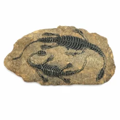 Life Easy Supply Antique Resin Dinosaur Fossil Wall Hanging Decoration Other Products