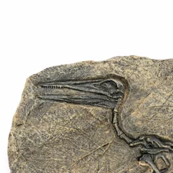 Life Easy Supply Antique Resin Dinosaur Fossil Wall Hanging Decoration Other Products