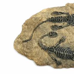 Life Easy Supply Antique Resin Dinosaur Fossil Wall Hanging Decoration Other Products