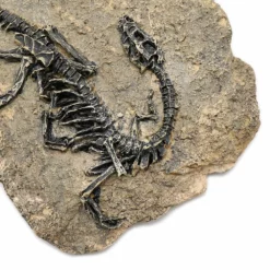 Life Easy Supply Antique Resin Dinosaur Fossil Wall Hanging Decoration Other Products