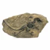 Life Easy Supply Antique Resin Dinosaur Fossil Wall Hanging Decoration Other Products